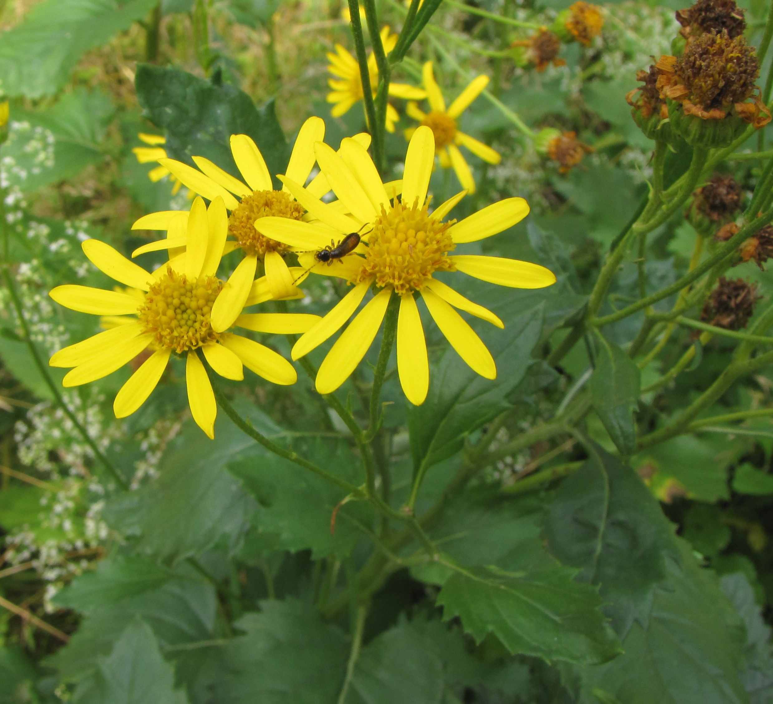 Jacobaea alpina (= Senecio cordatus)